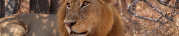 P7293975 Panthera leo - Lion - Loewe young male