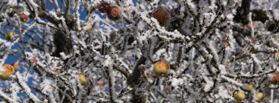 Impression, Apfelbaum, 853 m, im Dezember