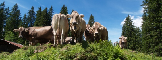 Impression Nutztiere; Rinder