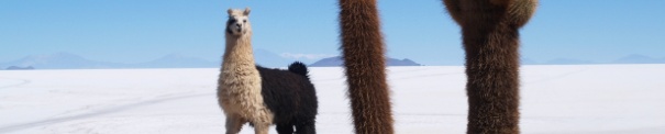 P9257157 Salar de Uyuni Isla Incahuasi fauna Lama glama Llama flora Echinopsis atacamensis o Cardn